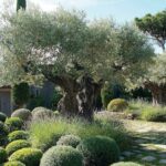 Jardin provençal avec olivier